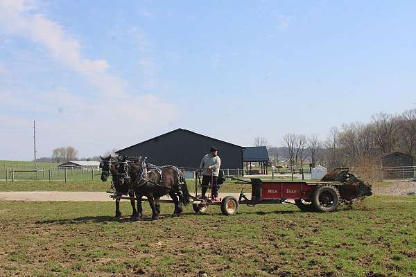 black-team-driving-horse