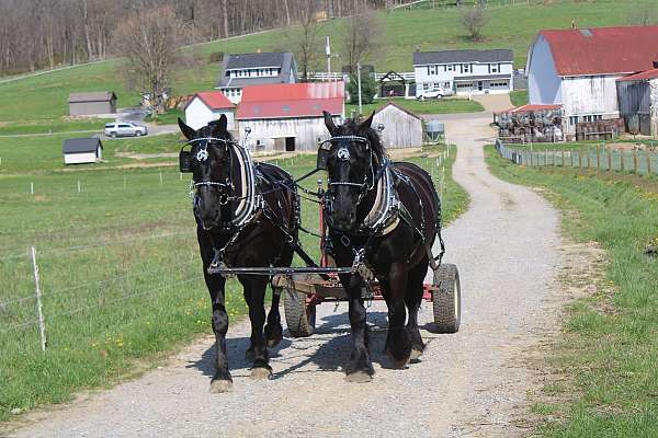 driving-mare