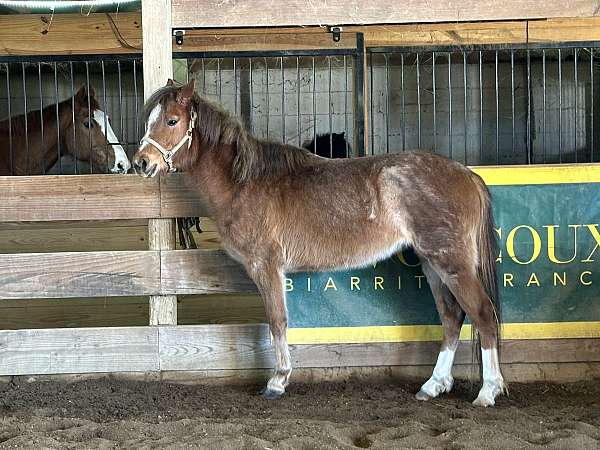 broken-welsh-pony