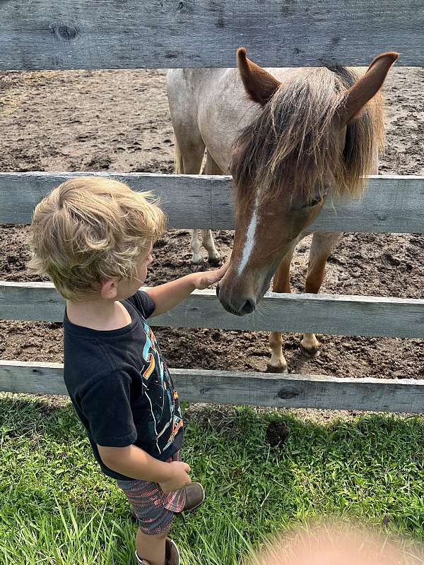 red-roan-strip-pony