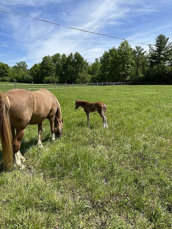red-roan-snip-in-the-face-white-stockings-on-hind-legs-pony