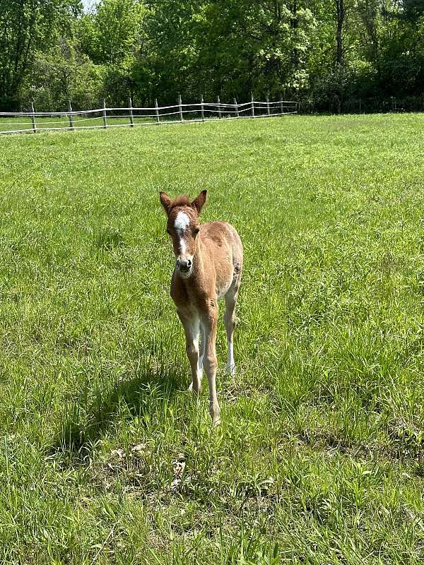 red-roan-welsh-pony-filly