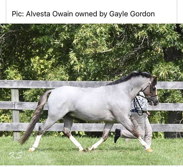 red-roan-wpcsa-filly