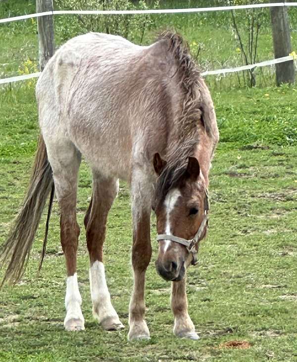 bred-to-welsh-pony