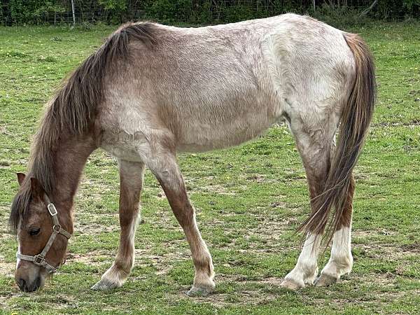 famous-welsh-pony