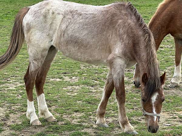 imprinted-welsh-pony