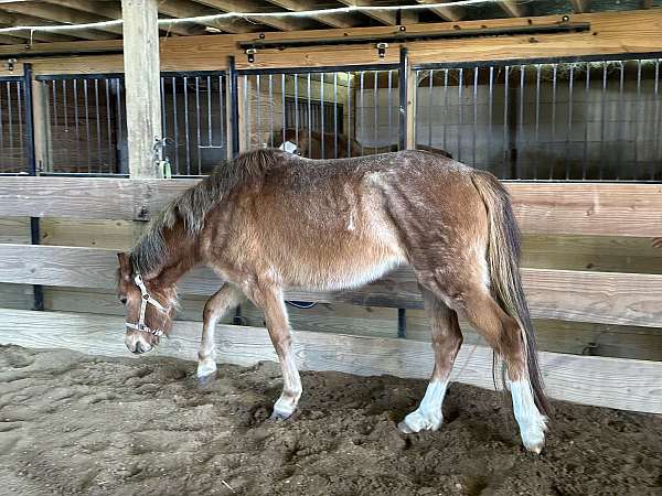 in-hand-welsh-pony