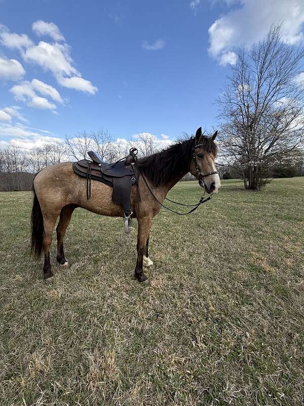 kentucky-mountain-gelding