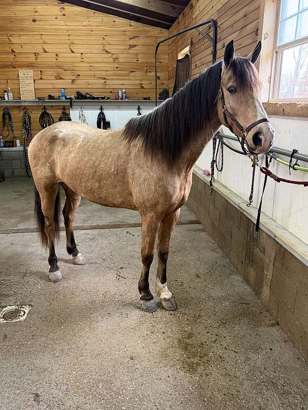 kentucky-mountain-horse-for-sale