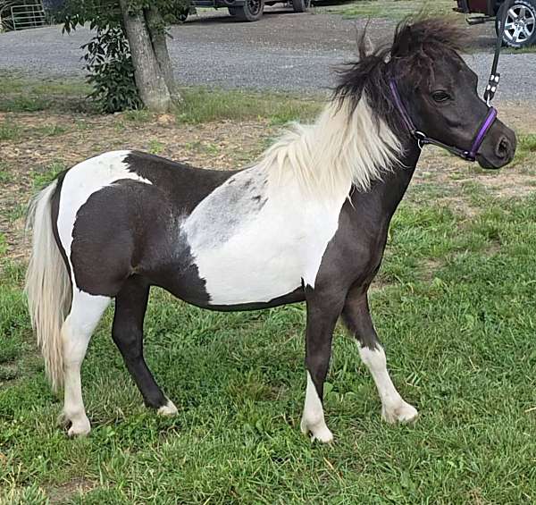 miniature-colt