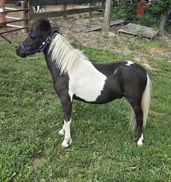 miniature-horse-for-sale