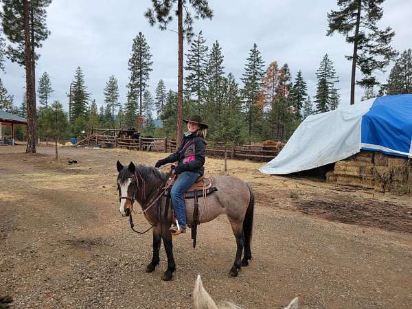 crissup-mrn-ranch-brand-left-shoulder-white-blaze-black-points-horse