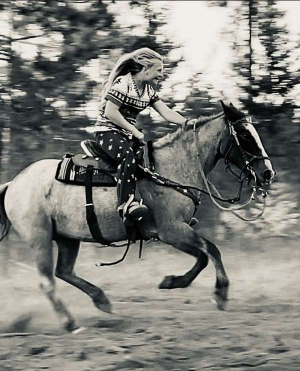 bay-roan-crissup-mrn-ranch-brand-left-shoulder-white-blaze-black-points-horse
