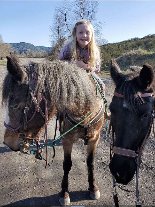 all-around-mustang-horse