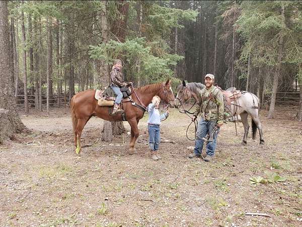 athletic-mustang-horse