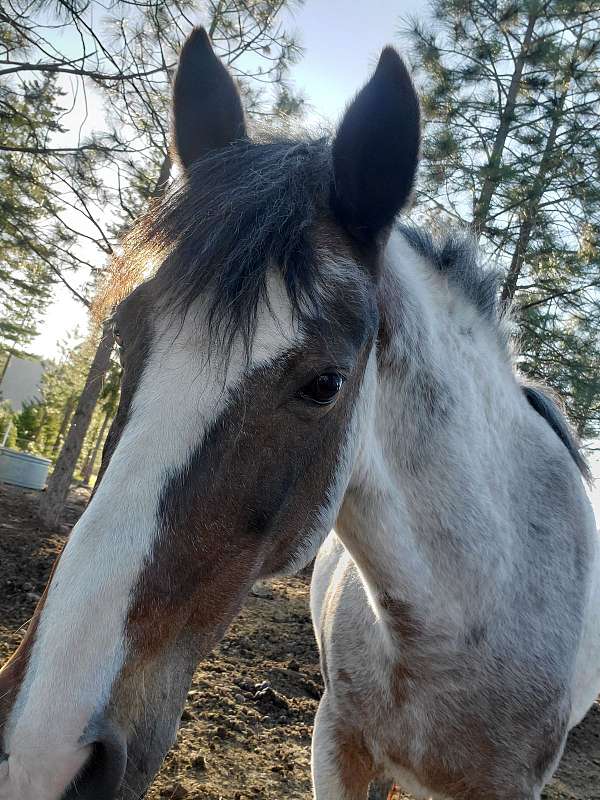 breeding-mustang-horse