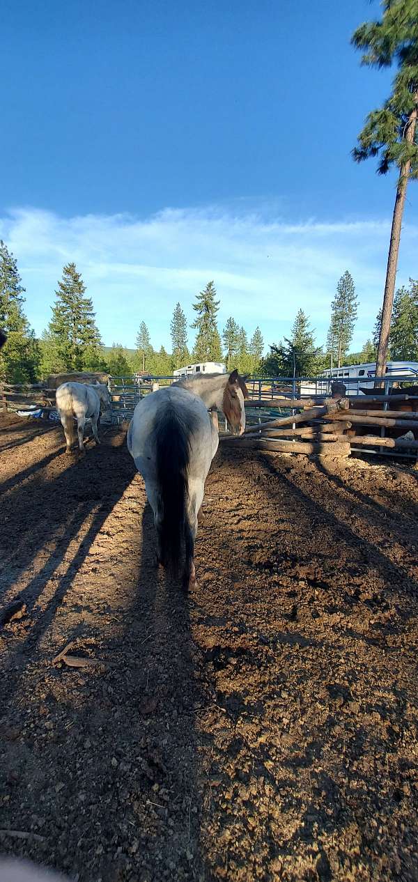 ranch-work-mustang-horse
