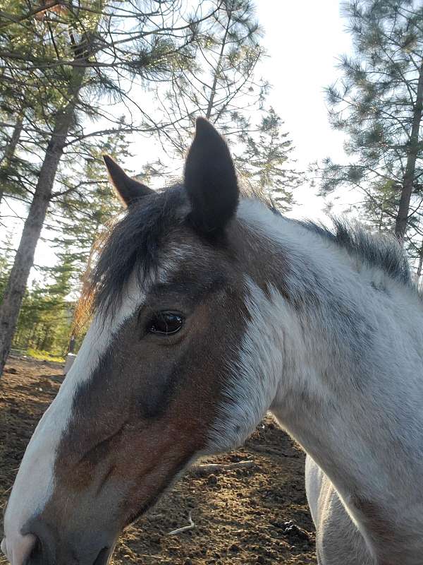 ranch-mustang-horse