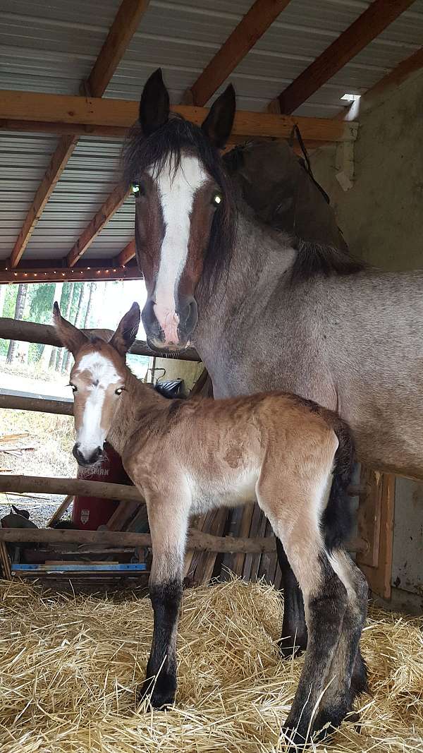 color-producer-mustang-horse