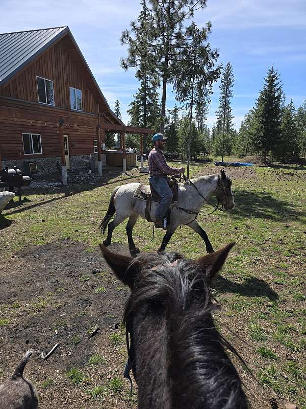 pack-mustang-horse