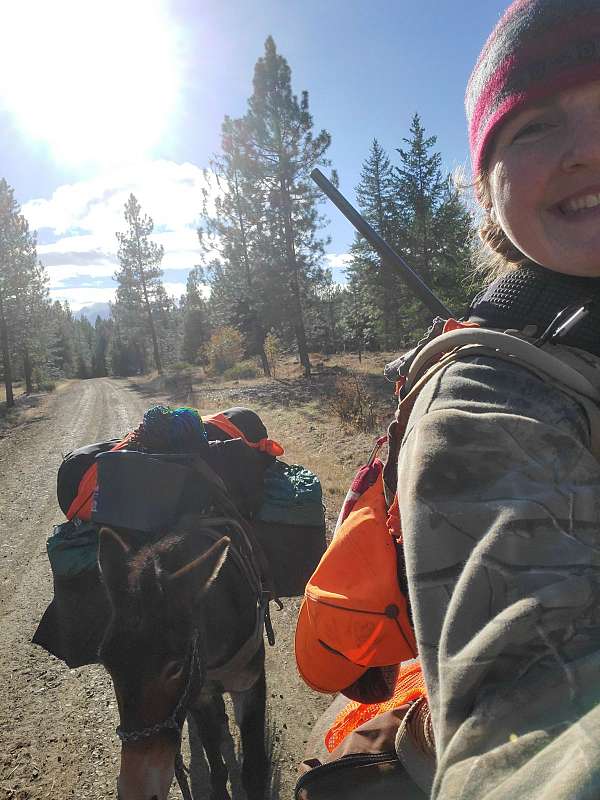 trail-mustang-horse