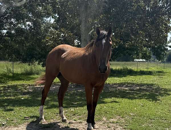 barrel-appendix-horse