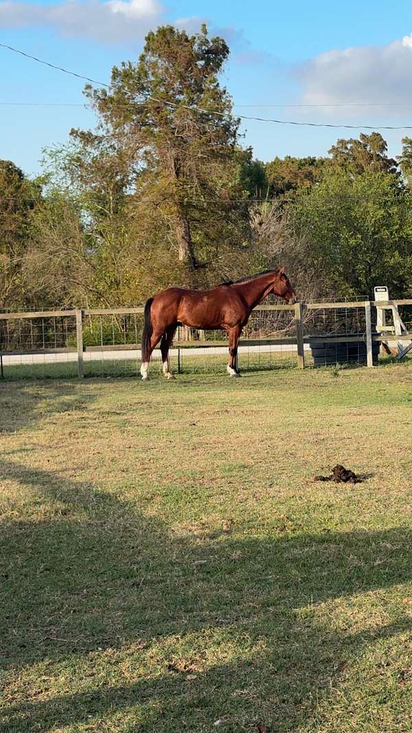 barrel-racing-appendix-horse