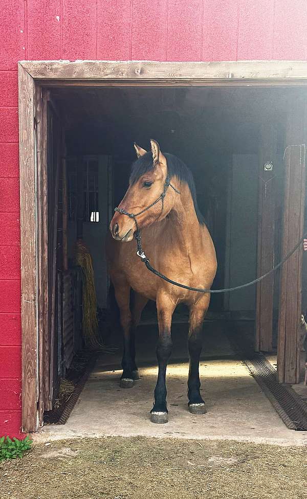 dun-friesian-colt