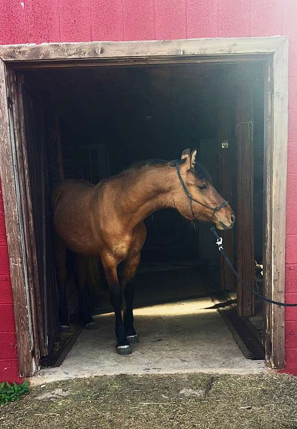 delivery-colt