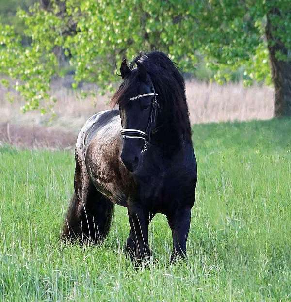 ground-manners-colt