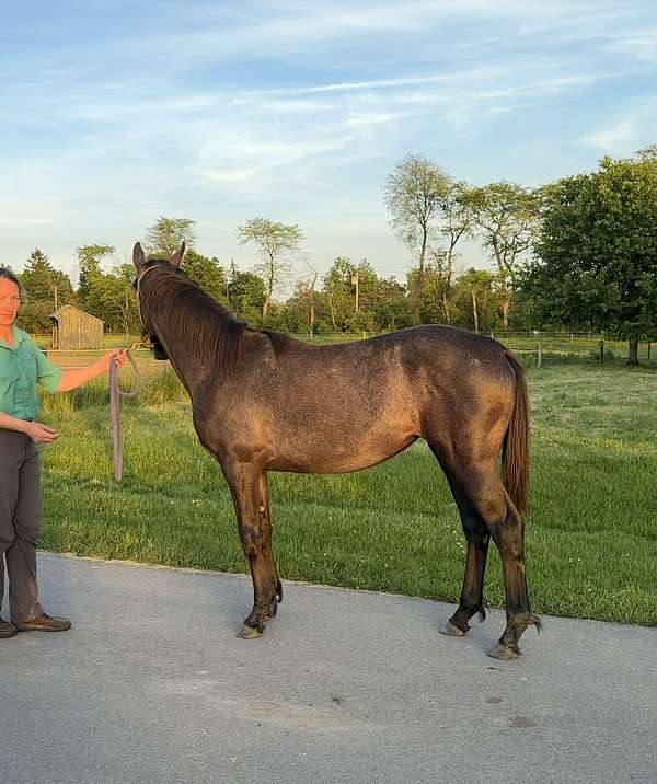 idsh-horse