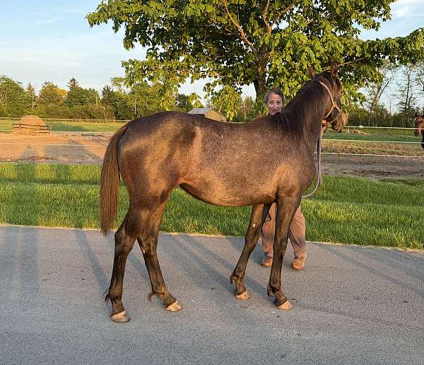 boy-filly