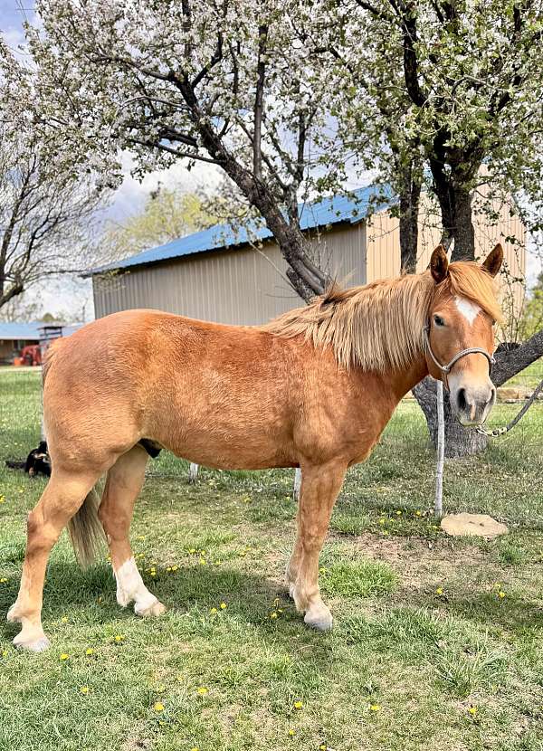 6-years-old-haflinger-horse