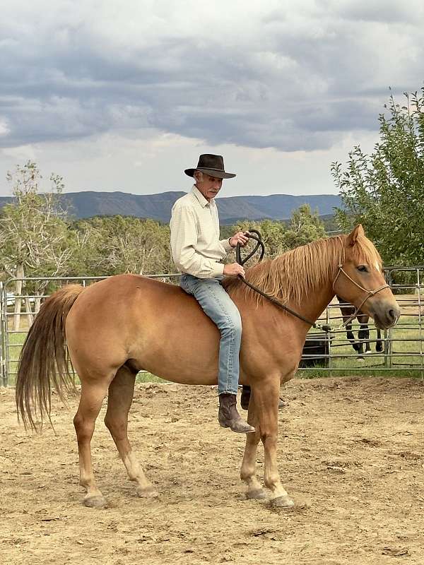 15hh-haflinger-horse