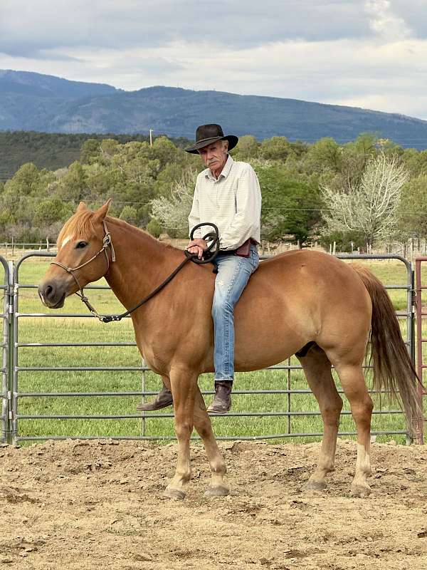 backs-haflinger-horse
