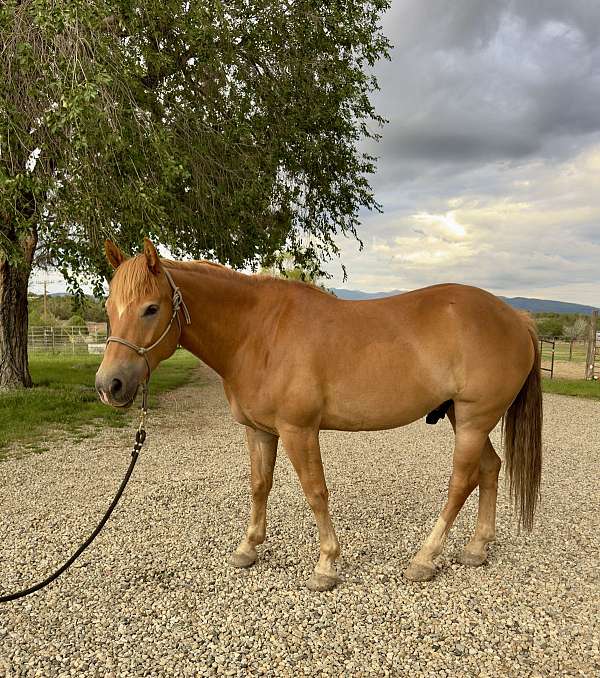 cow-horse-haflinger