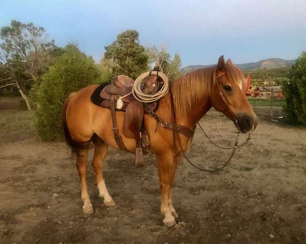 6-years-old-quarter-horse