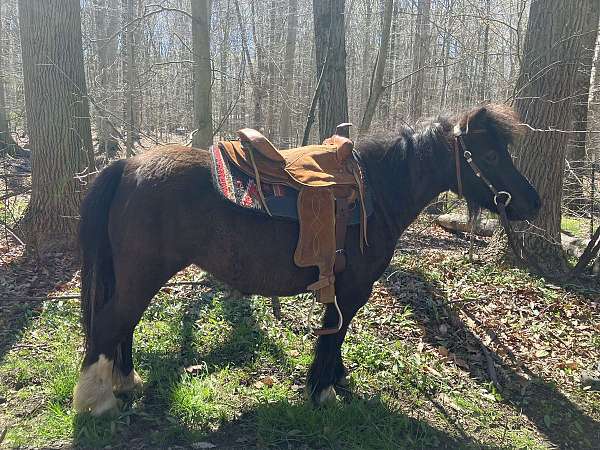 dun-hind-cornets-horse