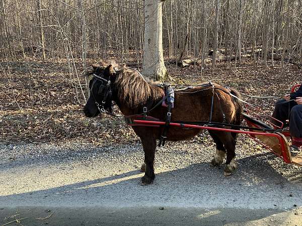 hind-cornets-horse