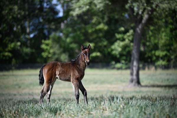 bay-roan-no-white-markings-horse