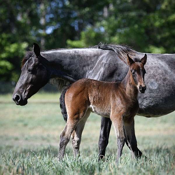 bay-twhbea-filly-mare