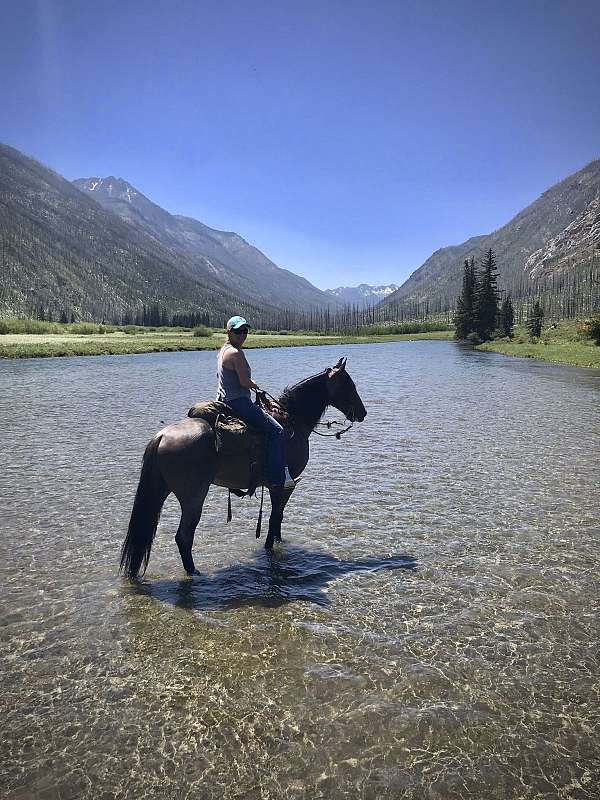 bay-roan-twhbea-filly-mare