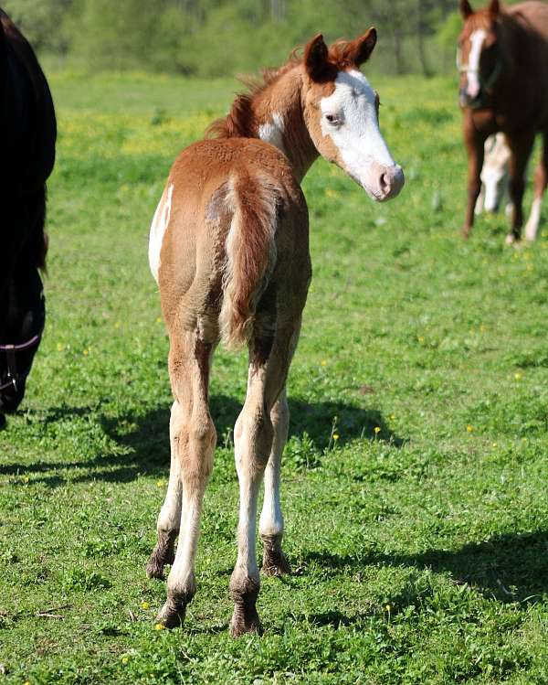 color-genetics-paint-horse
