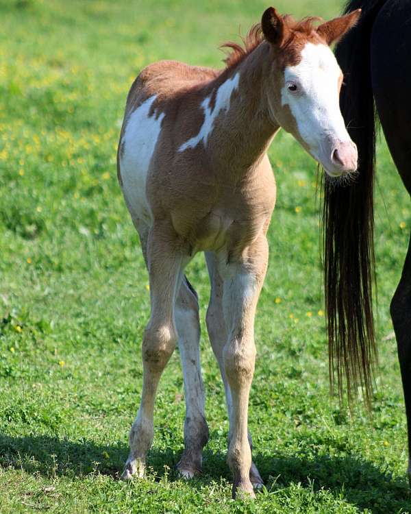 color-genetics-filly