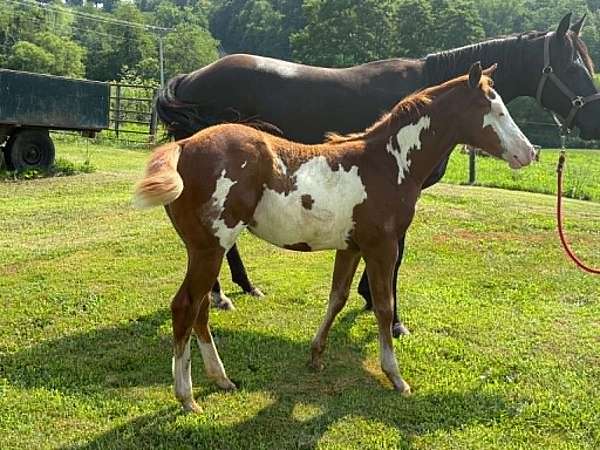 chestnut-overo-flashy-halter-horse