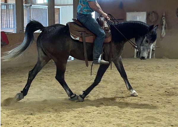 mare-breeding