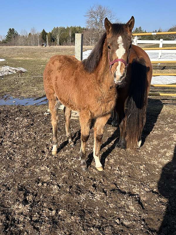 quarab-filly