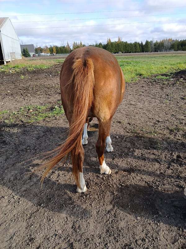 quarab-horse-for-sale