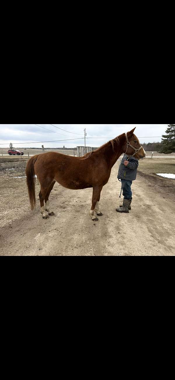 quarab-horse