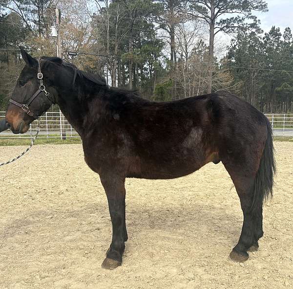 black-draft-gelding